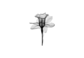 logo_aux_fleurs_de_sha